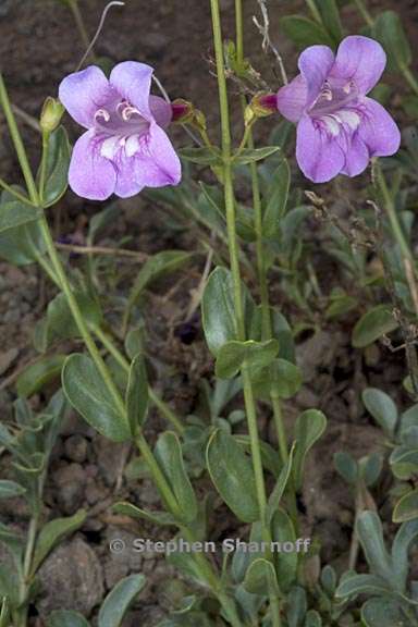 penstemon azureus var azureus 11 graphic